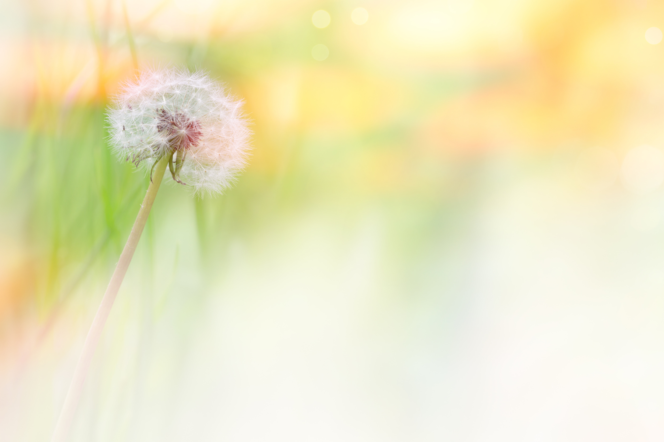 Dandelion